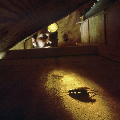 Bugged Obama S Roach Problem The Atlantic