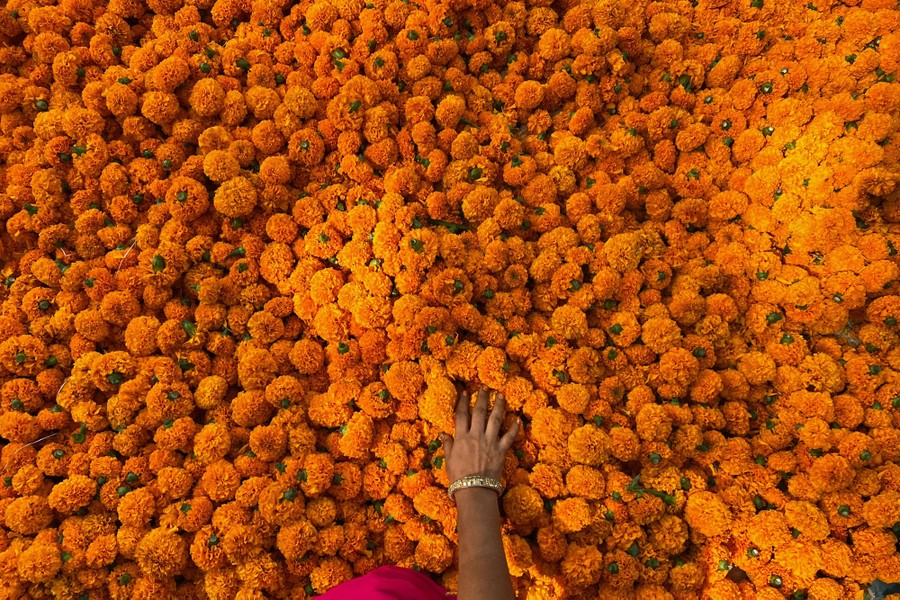 A person places a hand on a large pile of marigold blossoms.