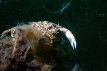 A crab entangled in sea snot