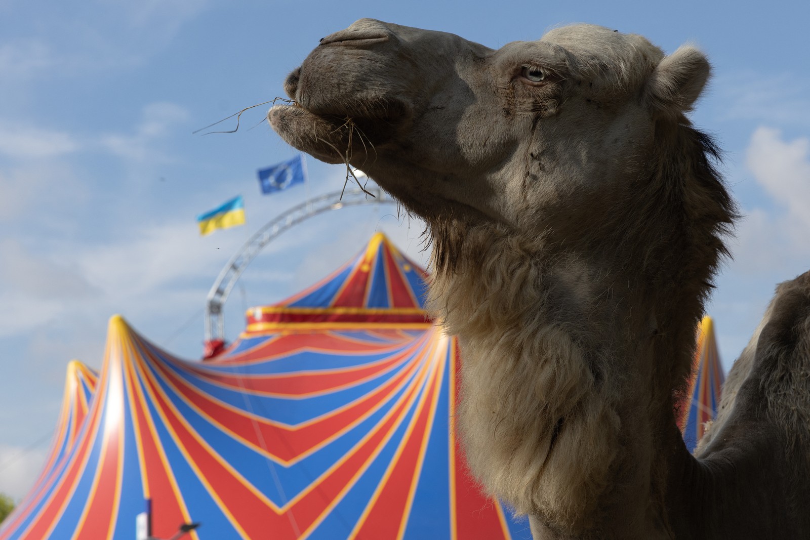 A camel stands next to a circus big top tent.