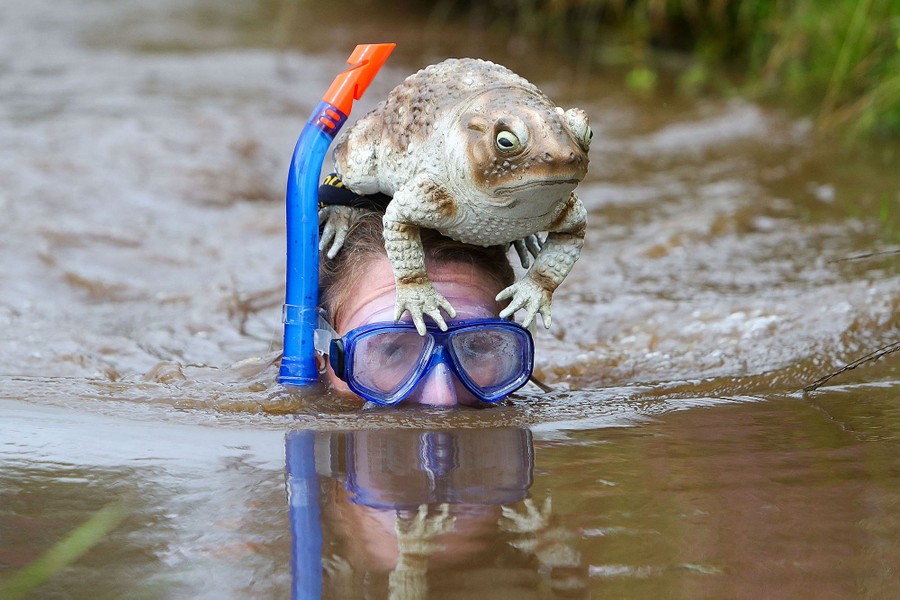 A person swims through muddy water in a ditch, wearing goggles, a snorkel, and a realistic-looking frog sculpture