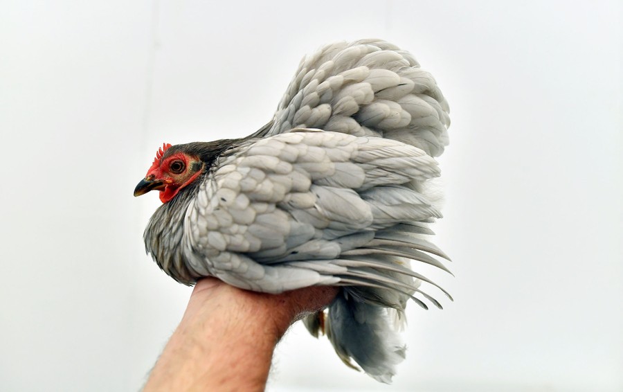 A person holds up a small hen.