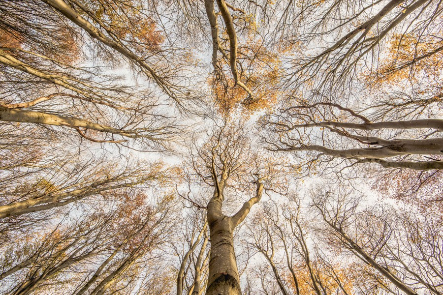 A view of trees, looking straight up from the forest floor