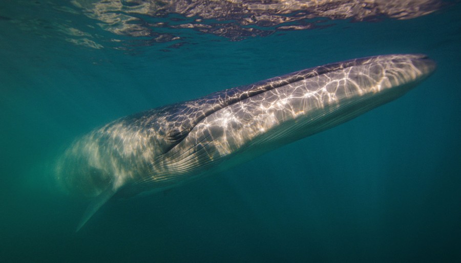 A close view of a whale underwater, near the surface