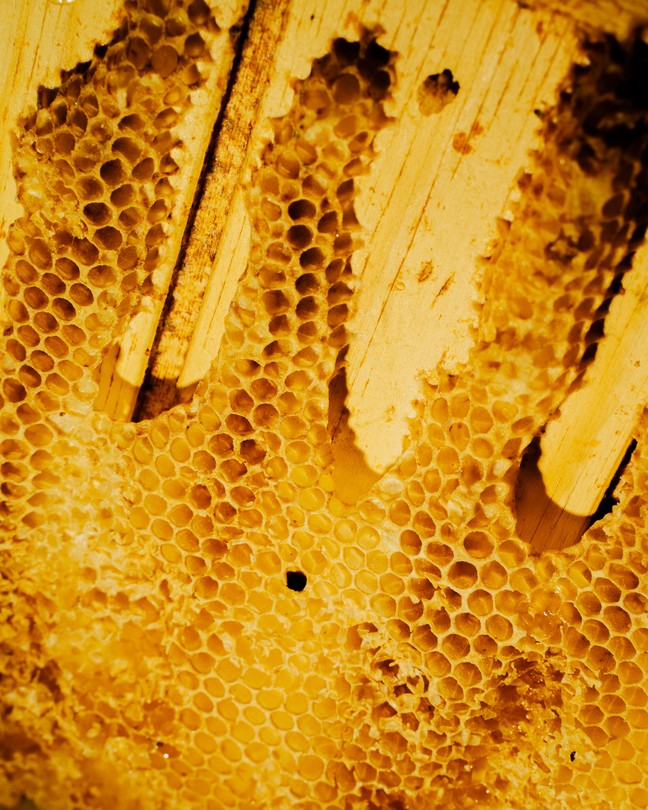 Close-up of a honeycomb