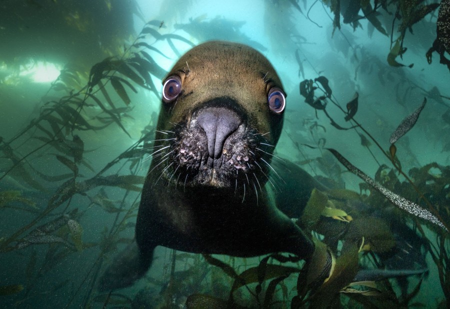 A close view of a curious sea lion, seen underwater in a kelp forest