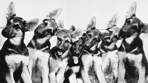 Humans Can’t Quit a Basic Myth About Dog Breeds