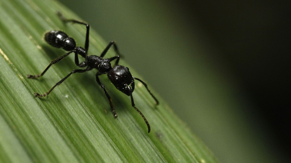 A bullet ant on a leaf