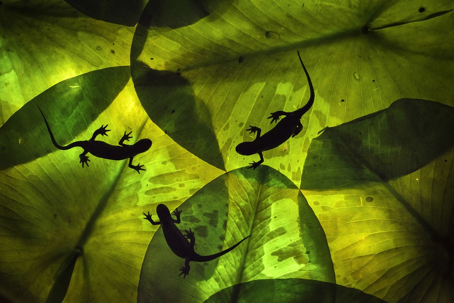 Three salamanders, seen silhouetted against large leaves
