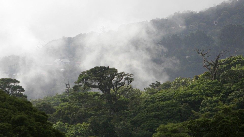 The treetops of a Costa Rican forest