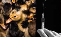 a triptych showing ducks, a vaccine syringe, and pigs