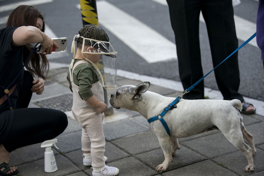 A small child wearing a protective face shield plays with a dog on a sidewalk.