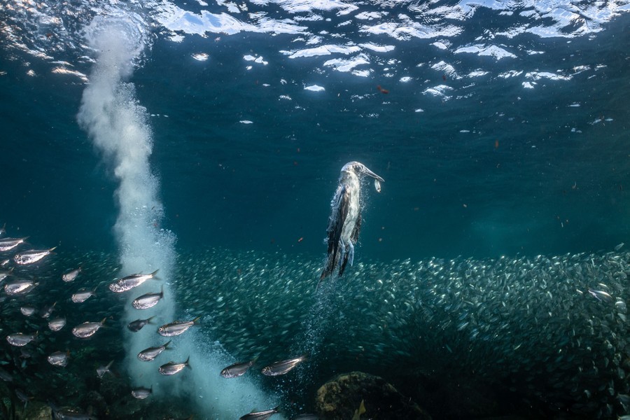 An underwater seabird returning to the surface after diving in and catching a fish