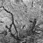 Photo of a treee