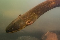 Volta's electric eel