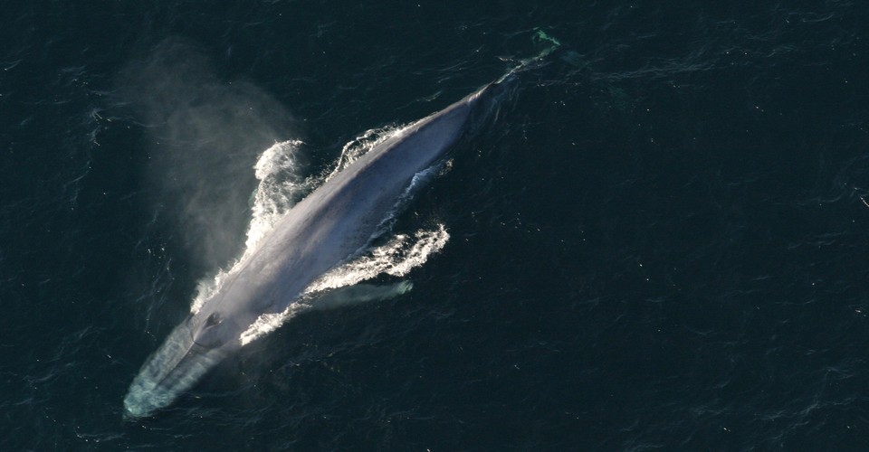 Why Did the Biggest Whales Get So Big? - The Atlantic