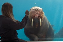 sivuqaq the walrus
