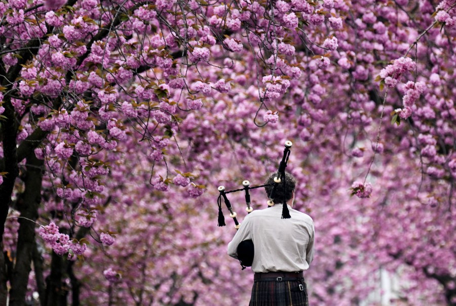 A musician plays a bagpipe under blooming cherry trees.