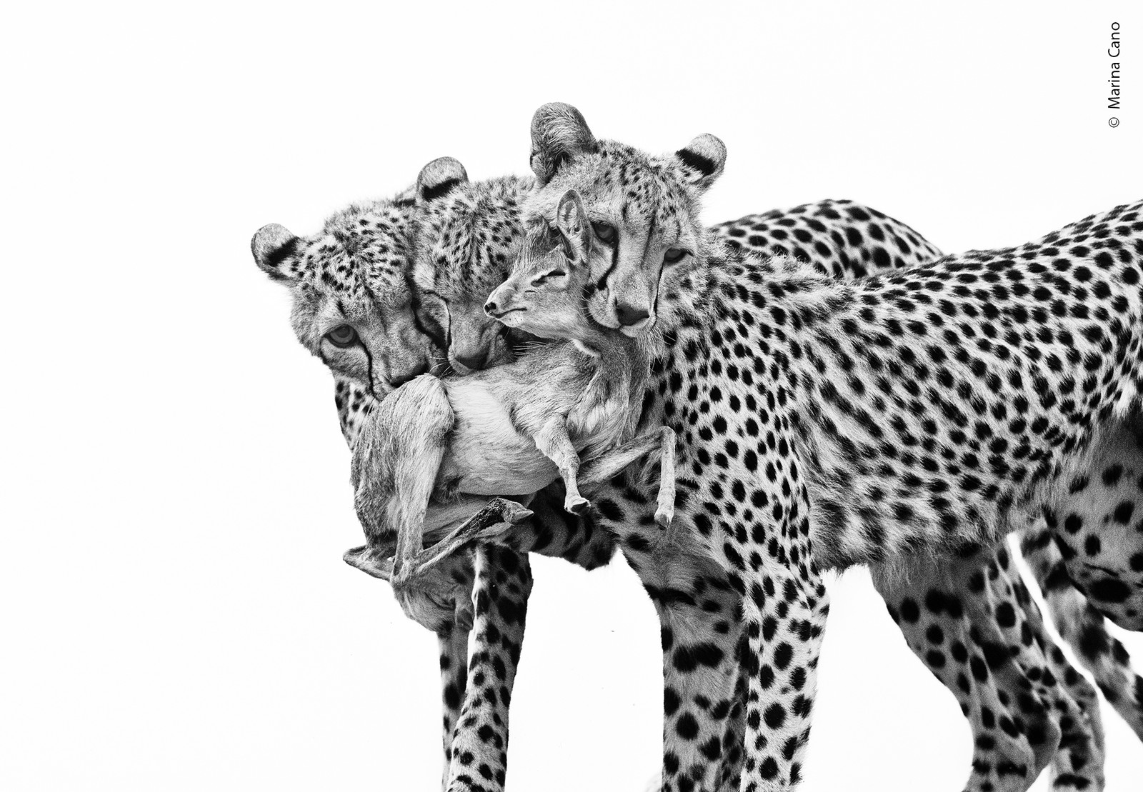 Three young cheetahs hold a small antelope in their mouths.
