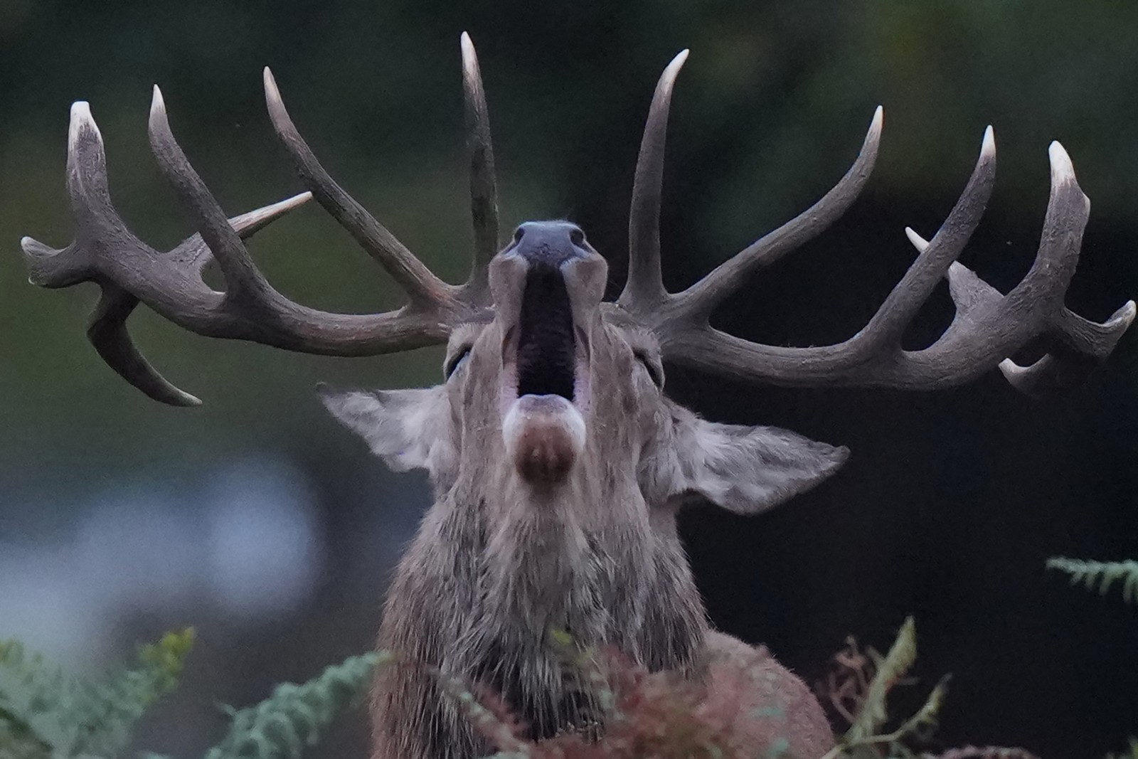 A stag lifts its head and bellows.