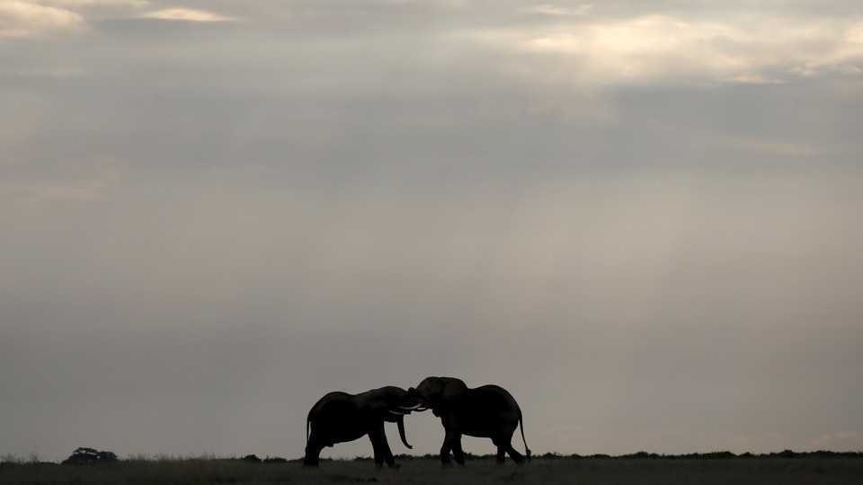 Elephants play against a hazy sky.
