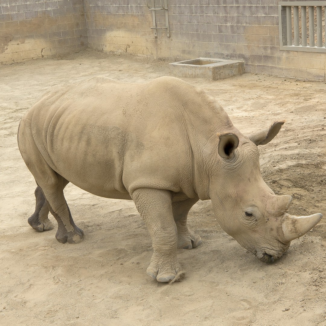 How Zoos Artificially Impregnate Rhinos - The Atlantic