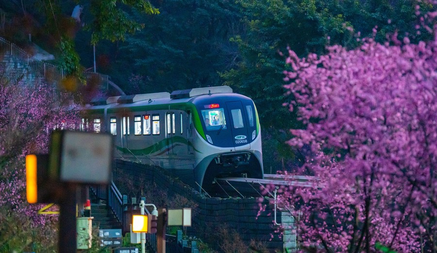 A monorail train runs through blooming plum-blossom trees.