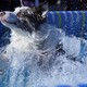 A dog makes a big splash in a pool after jumping in.