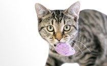 a gray tabby cat stares directly into the camera, holding a fuzzy, squishy purple toy in its mouth