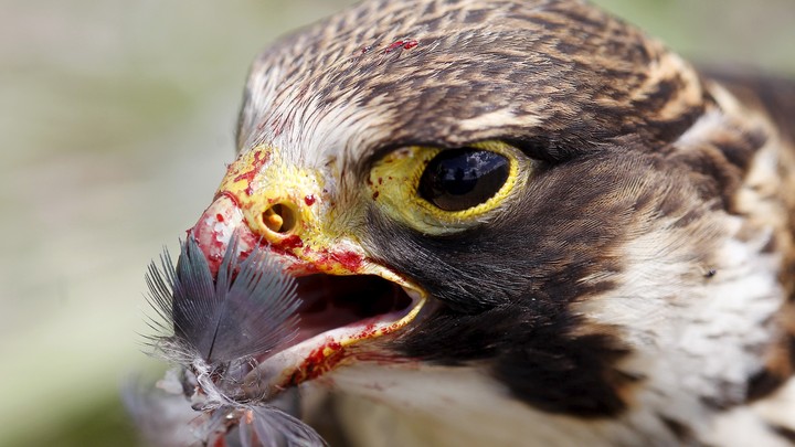 A peregrine falcon with a feather in its bloody beak at the Mariscal Sucre Airport in Quito