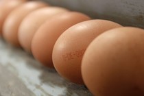 A row of chicken eggs