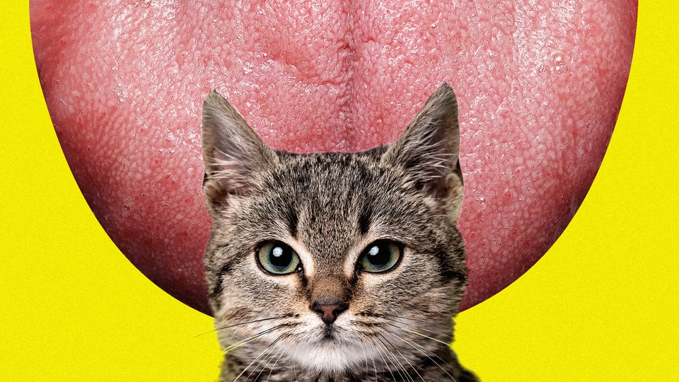 A giant tongue licks a cat.