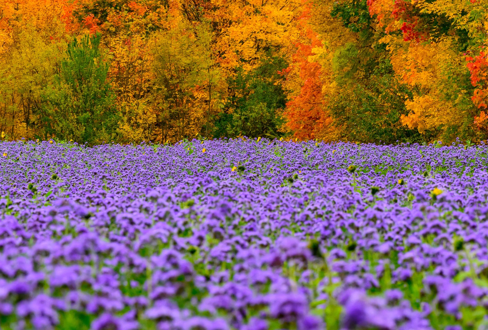 Purple blossoms fill a  field in front of autumn-colored trees.