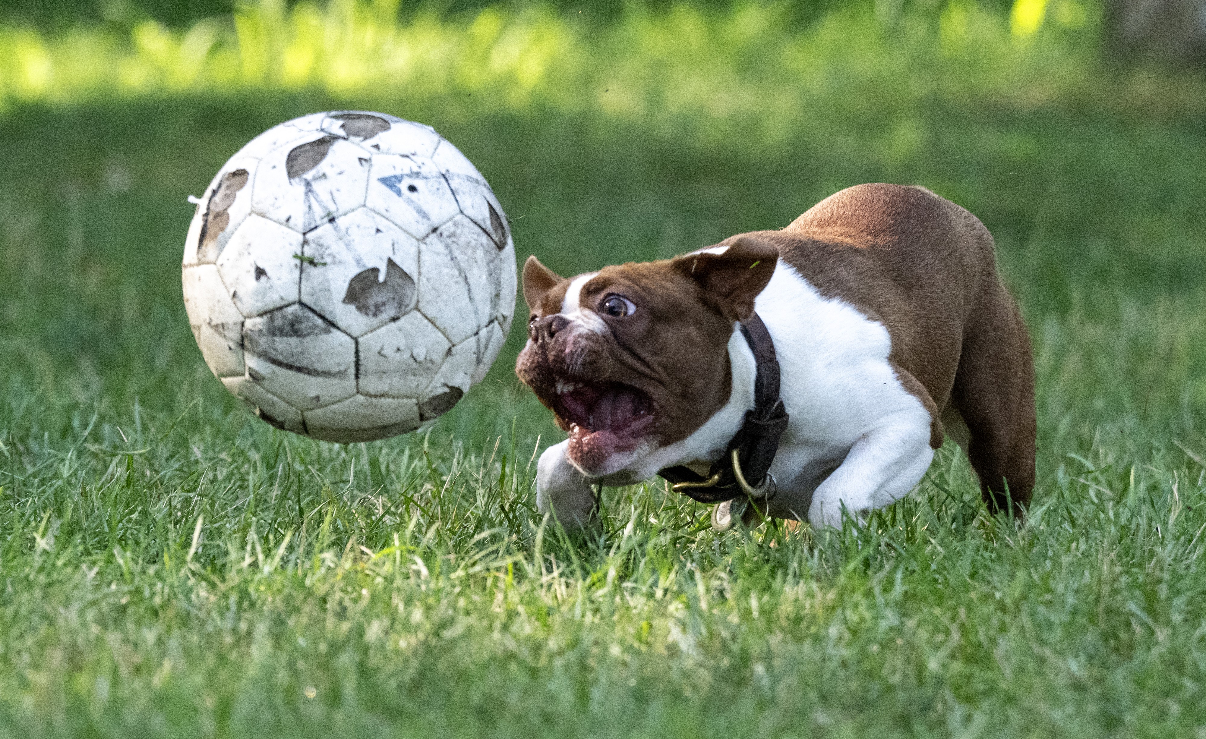 A playful dog chases a well-worn soccer ball in a grassy field.
