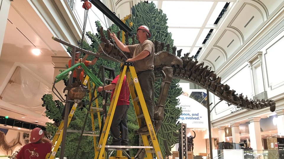 A Diplodocus is being assembled. 