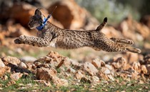 A collared lynx leps while running.