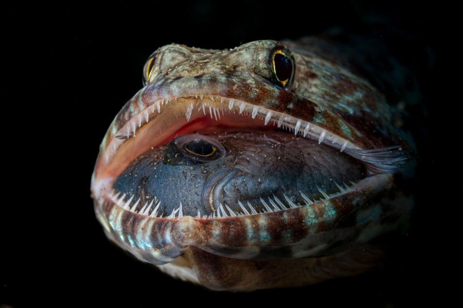 Un pez abre su ancha boca, revelando la cabeza de otro pez relativamente grande en su interior.