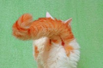 A cat in rear view