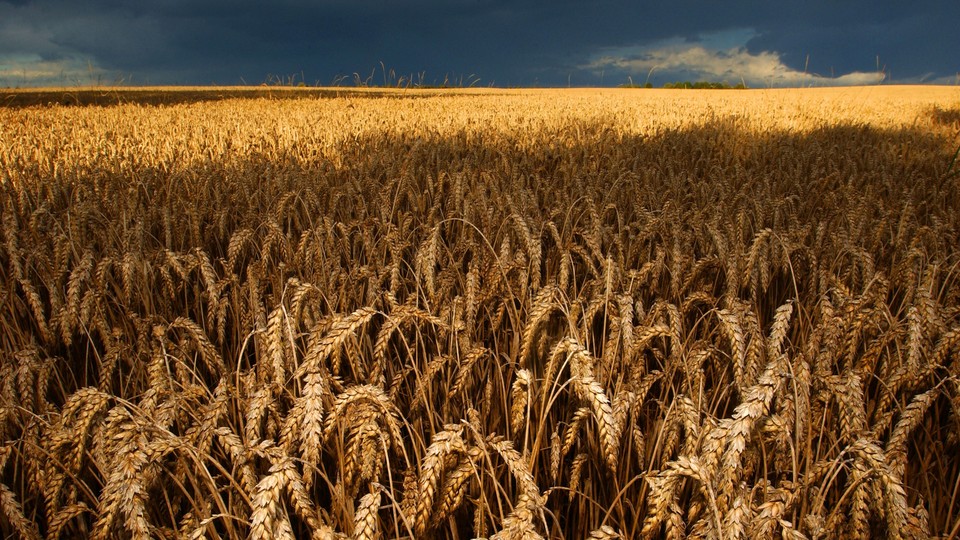 A field of wheat in Oblast, Russia