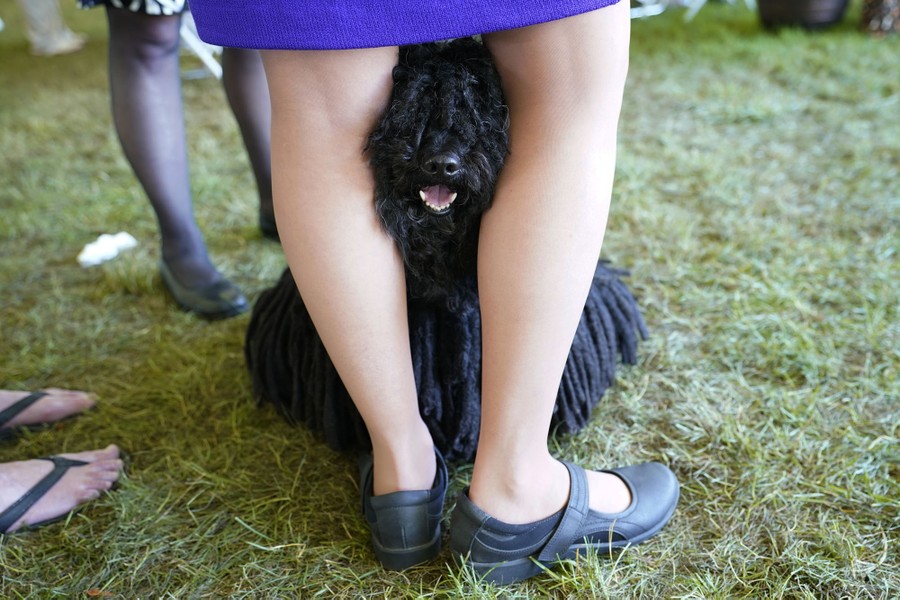 A dog pokes its face between the knees of its handler.