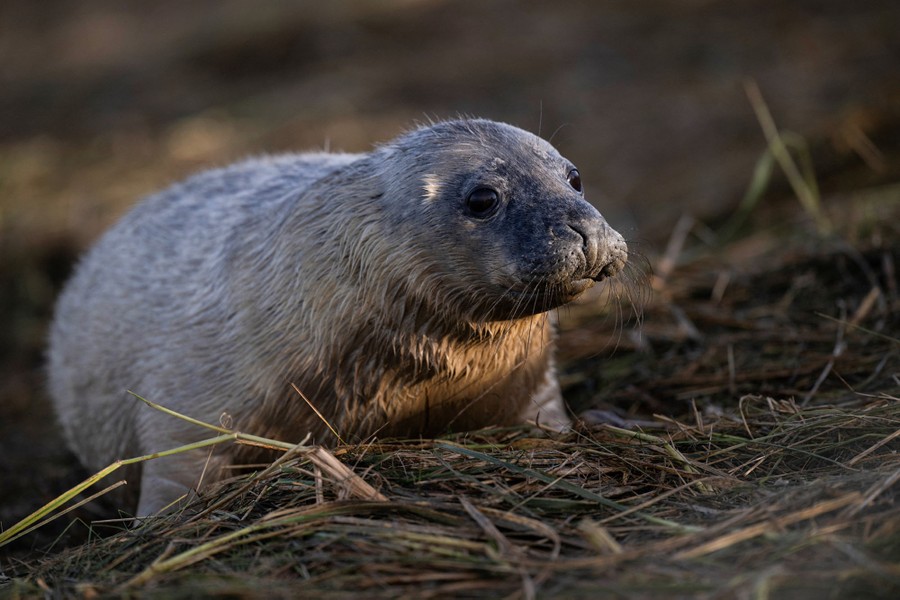 A newborn seal pup looks around on a grassy area.