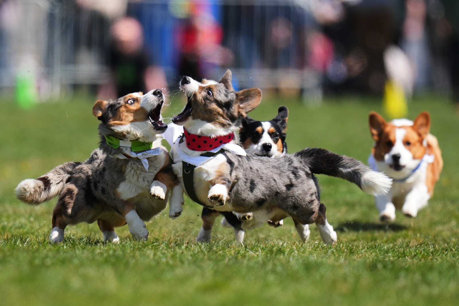 Photos of the Week: Screeching Championship, Direct Democracy, Victory ...