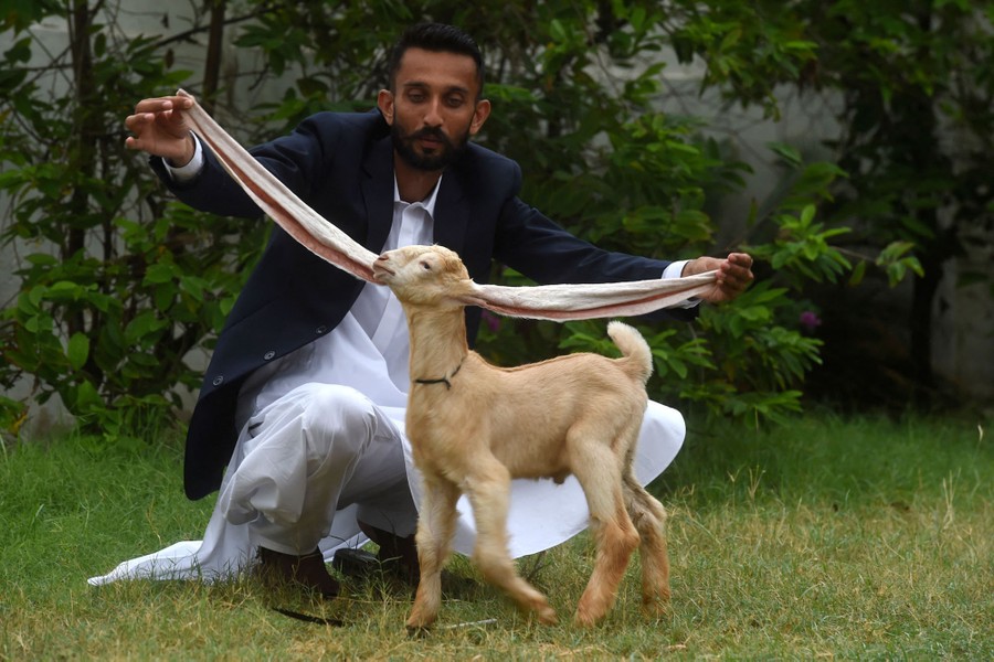A man crouches and holds out the very long ears of a young goat.