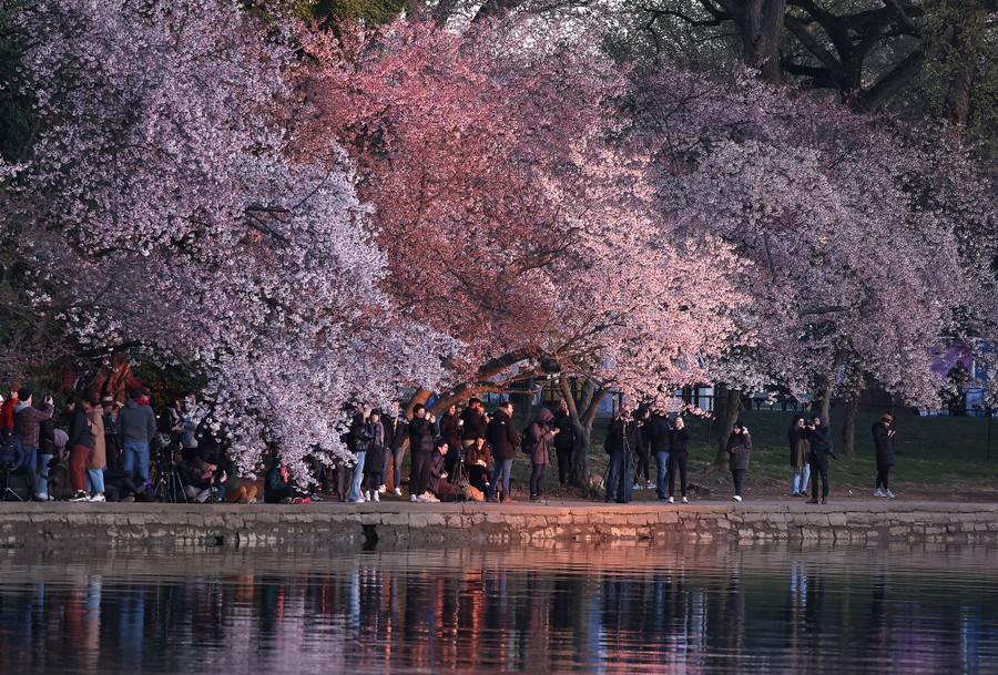 History of the Cherry Trees - Cherry Blossom Festival (U.S. National Park  Service)