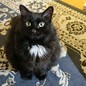 A photo of Carla, a black cat with tufts of white fur
