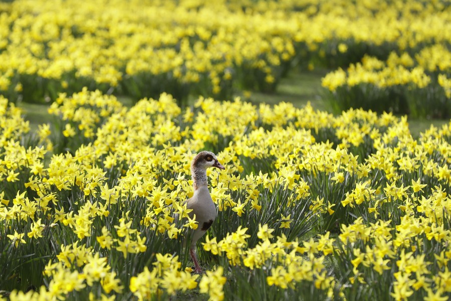 A goose walks among flowers in a large field.