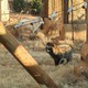 Two raccoon dogs, one of which is white, in an enclosure with toys