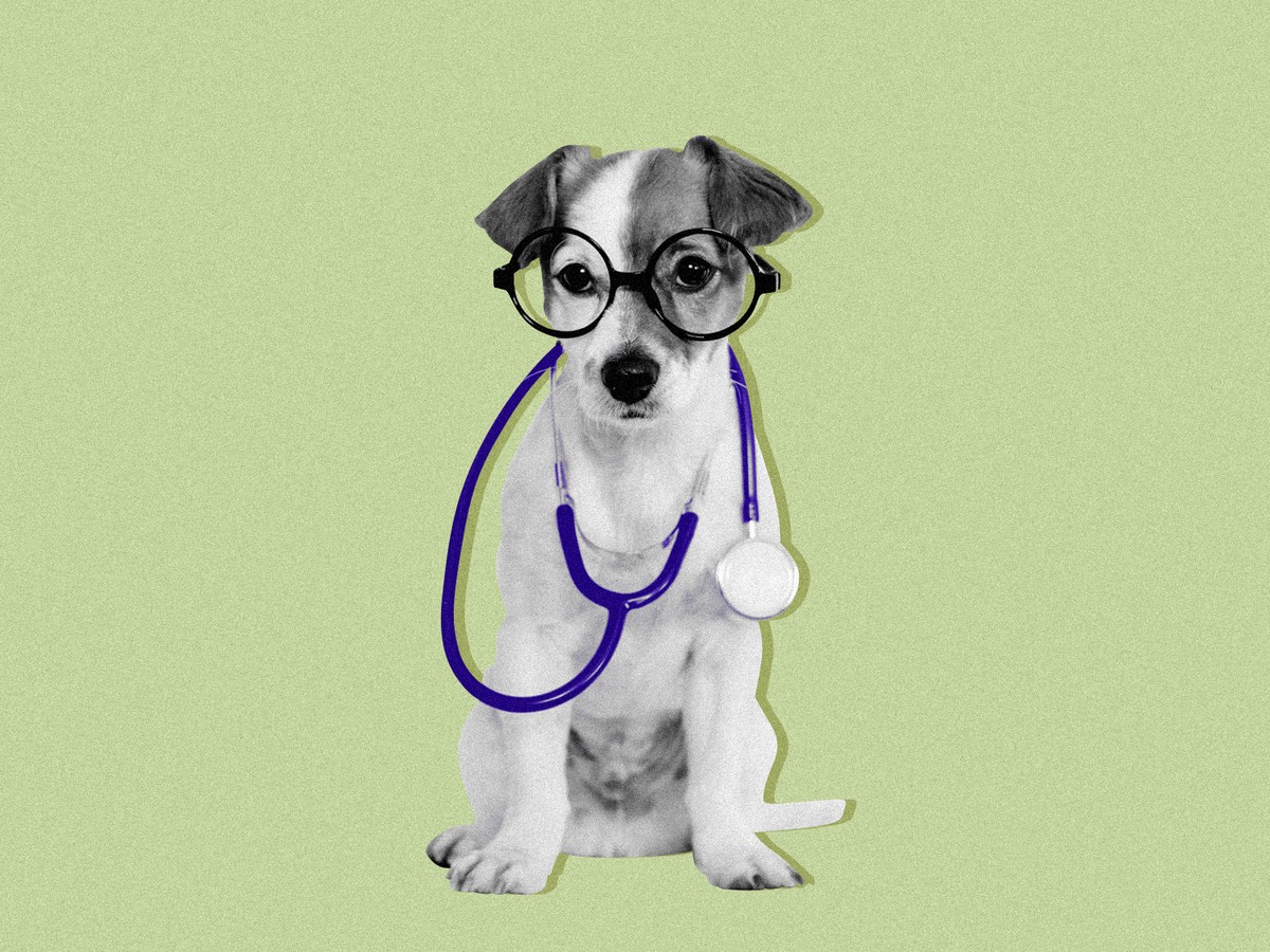 How My Dog Knows When I'm Sick - The Atlantic
