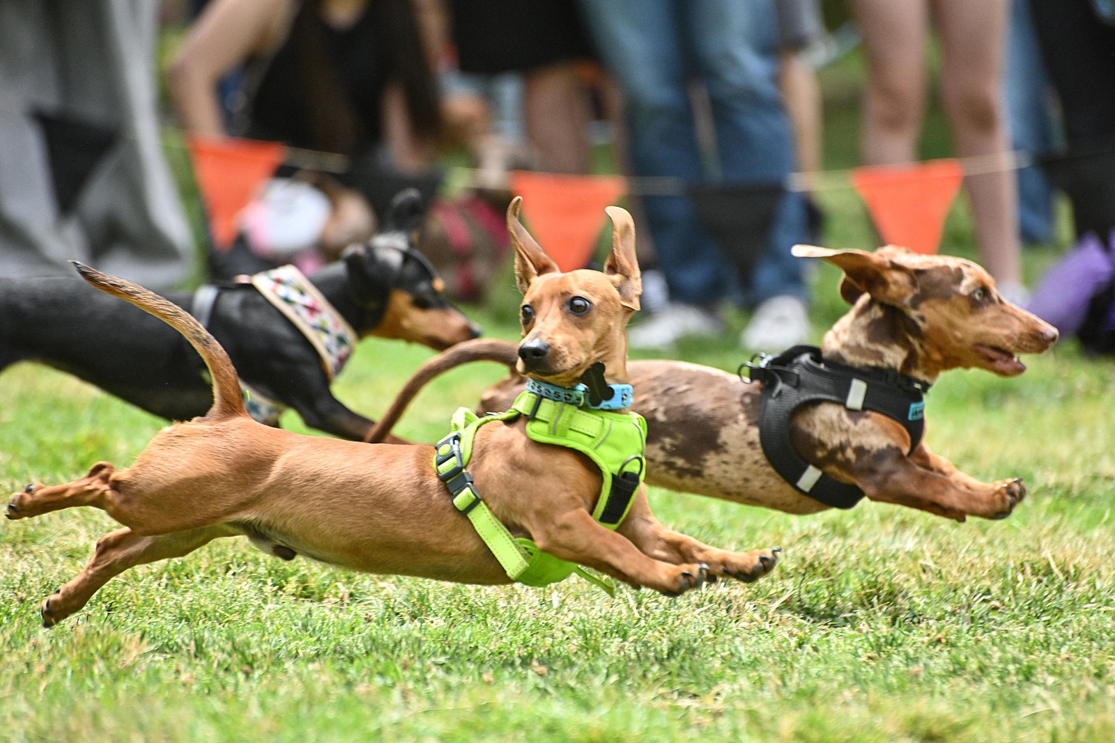 Dachshunds run during a race.