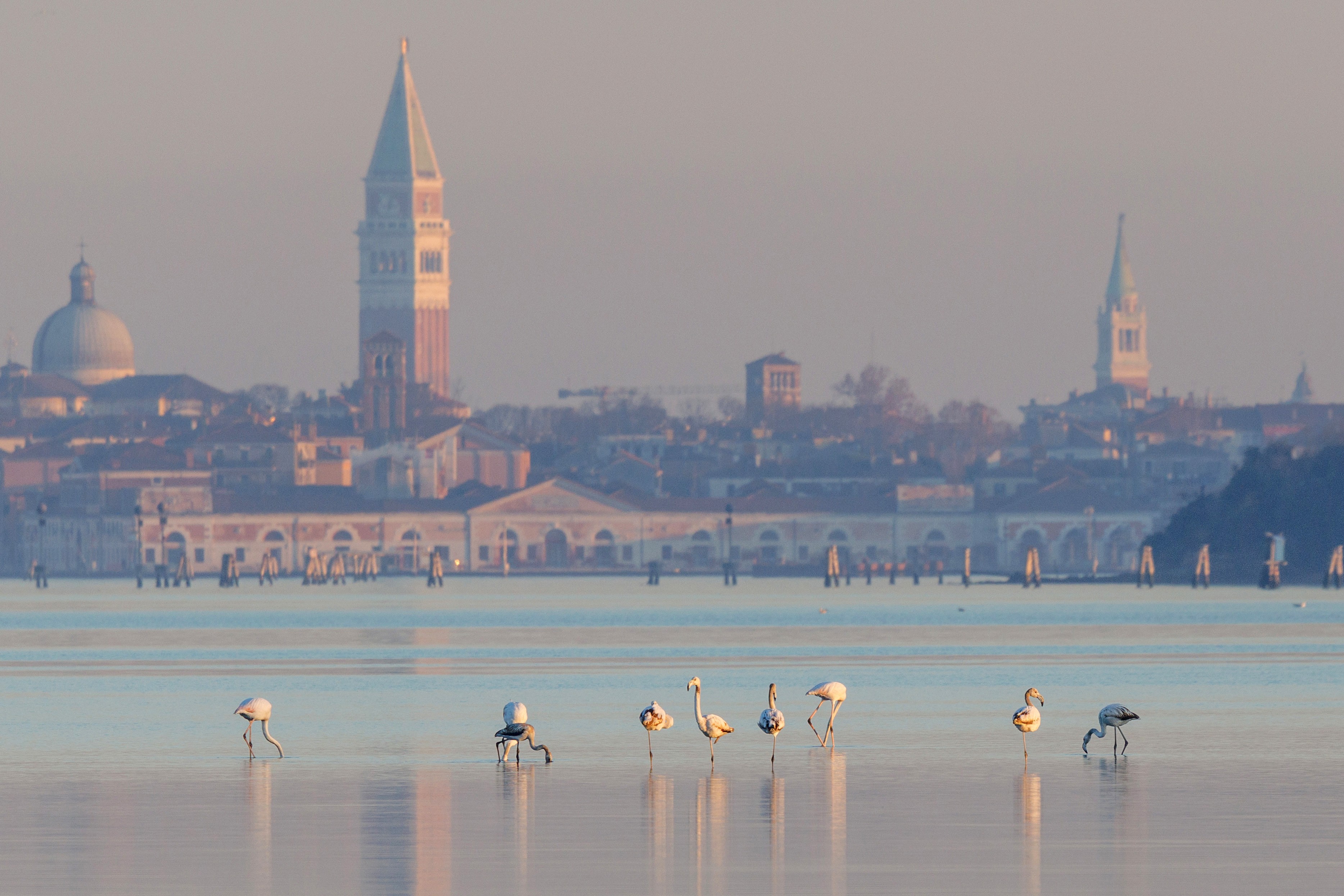 Flamingos walk and feed in a lagoon near Venice.